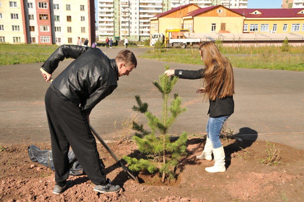 За три года в Братске должны высадить 7,5 тысячи деревьев и более 41 тысячи кустарников
